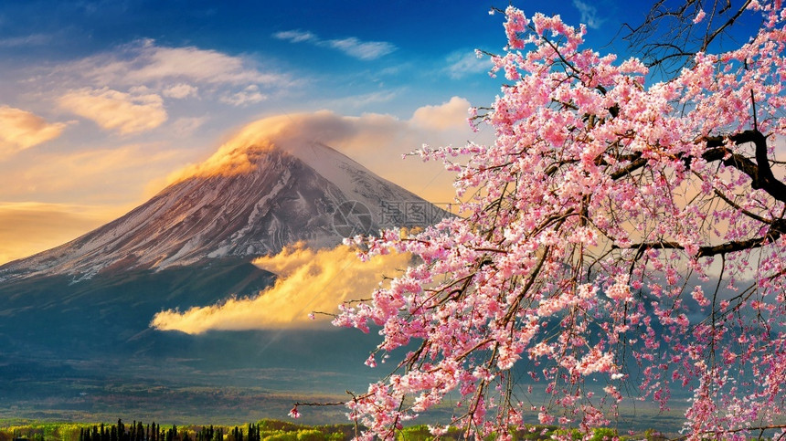 湖季节日本春天的藤山和樱花春桃图片