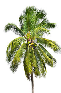 阔叶木头季节强大的白色背景树椰子设计图片