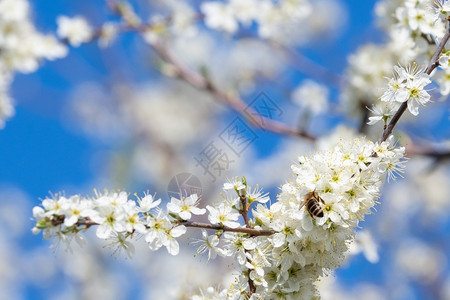 刺蜜蜂从花朵中收集粉春天大自然蜜蜂从白花中收集蜜芽的图片