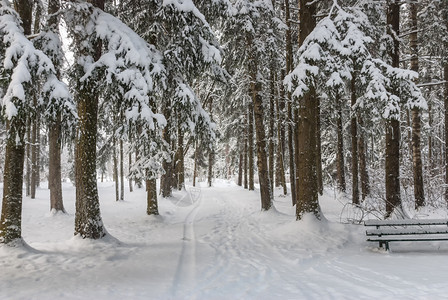 天空公园或冬季雪中森林的树木旅行天气图片