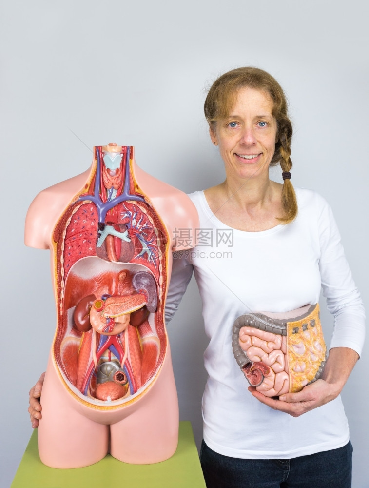 身体的手白种妇女将肠型和人体显示为躯胸部图片