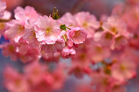 樱花美丽的鲜树大自然的景象阳光在中闪耀春花月时背景模糊日本春天植物高清图片素材