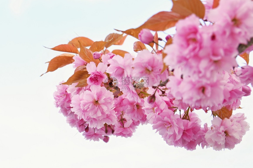 果园绽放樱桃美丽的鲜花树大自然的景象阳光在中闪耀春花月时背景模糊图片