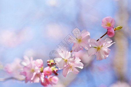 绽放植物学美丽的鲜花树大自然的景象阳光在中闪耀春花月时背景模糊图片