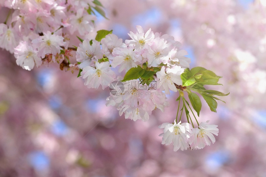 开花果园美丽的鲜树大自然的景象阳光在中闪耀春花月时背景模糊耀斑图片
