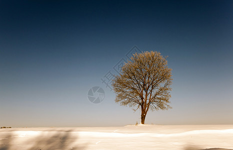 冬季积雪期间拍摄的枯树冬季树木中地面和冬季郁葱天寒冷的浪潮高清图片素材