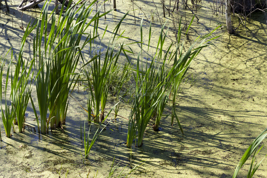 乡村的植物群散景在沼泽的其他草地中生长的绿色草被和鸭覆盖的水夏季闭合或春沼泽图片