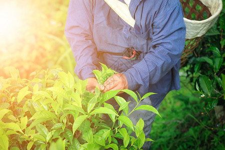 自然工作行业在泰国渡川道江收集绿色茶叶农民Thai山正在募集青茶叶图片
