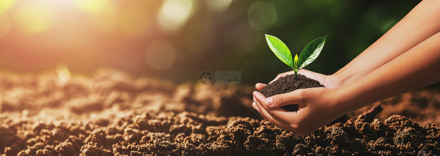 幼苗持有小树手握植种绿色世界的概念发芽可持续图片