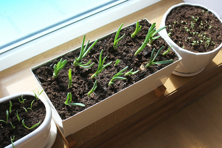 种子脆弱芳香窗台上盆栽洋葱罗勒菠菜幼苗园艺概念窗台盆栽洋葱菠菜幼苗图片