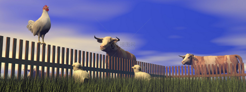 生活美丽一只公鸡站在木栅栏上清晨时叫喊着日光的FamerlandRooster在农场里叫3D形象的图片