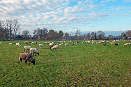栅栏荷兰农村的牧羊人来自荷兰优质的建造图片