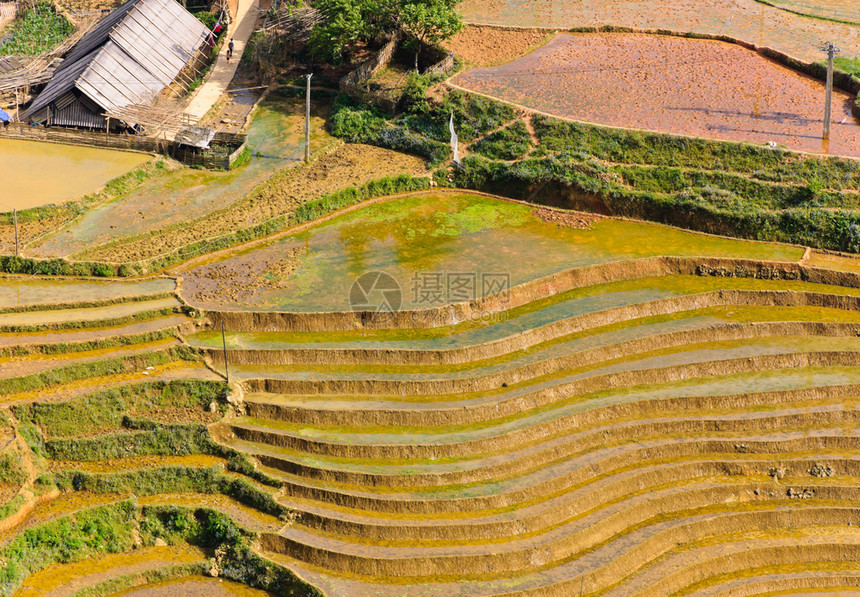 庄稼亚洲人越南萨帕的稻田梯草图片
