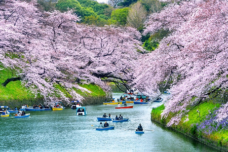 花见粉色的受欢迎日本东京Chidarigafuchi公园樱花图片