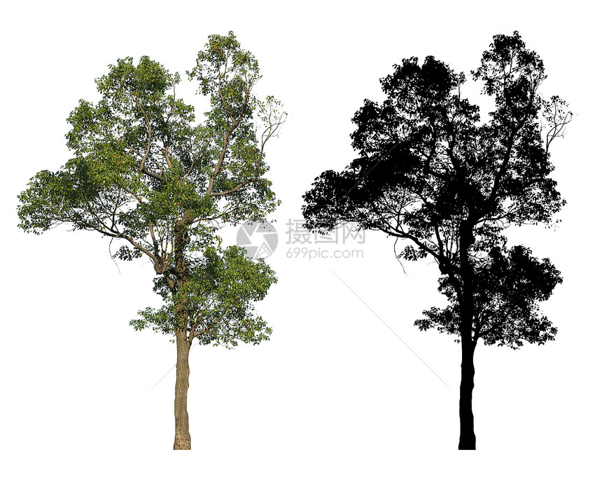 季节郁葱一棵花园绿叶树上面有白色背景的黑阿尔法面罩晴天图片