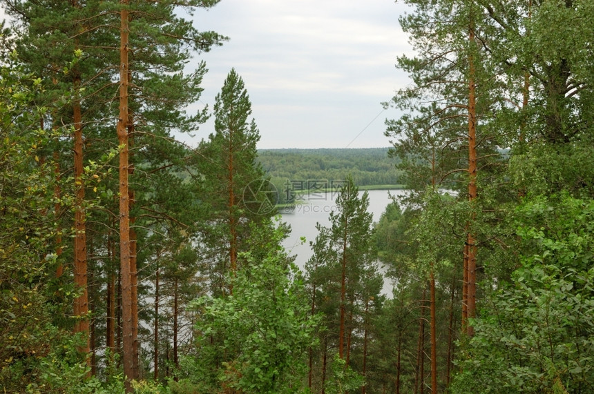 农村矮林欧洲俄罗斯北部Kenozero公园的湖泊和森林图片