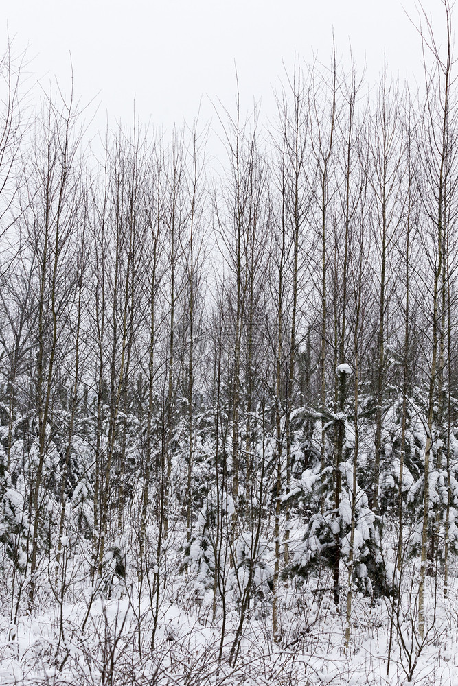 出现了融化美丽冬季雪在下后出现冬季的雪流在天飘动季图片