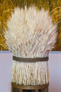 粮食耳朵小麦白沙袋RipeEars小麦白色的图片