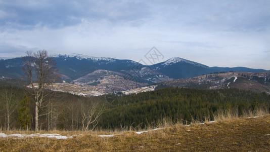 蓝色的冬天多云与山脉和松树林的全景观图片