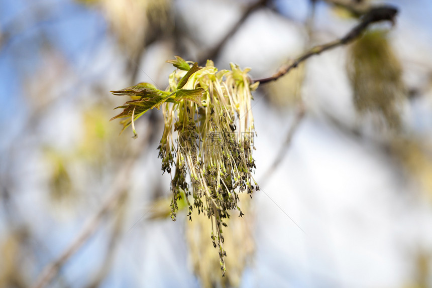 生长郁葱拍摄一棵开花的树枫特写绿色和黄的花朵春天开的枫树户外图片