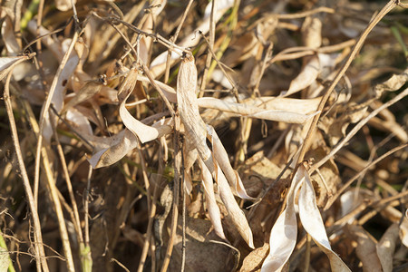 豆类干尾带空片其谷物的收成在获时已经空稻种植物耳朵粮食背景图片