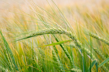 烘烤黄色的绿田野上小麦耳朵草原田成熟耳朵的背景丰收概念果实获图片