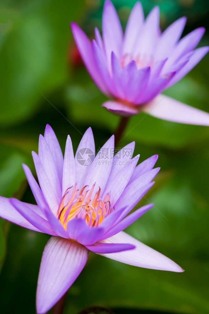 植物紫色的美丽水百合花在日出时盛开瓣图片