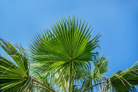椰枣树的叶子与棕榈清蓝天空叶子对立植物曲线树叶图片