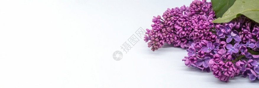 白色背景上的紫丁香花一簇色的朵一盛开的紫丁香花一簇色的绽放礼物序图片