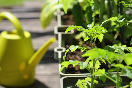 阳台农业家容器蔬菜园艺露台上的菜园花容器中种植的西红柿容器蔬菜园艺图片