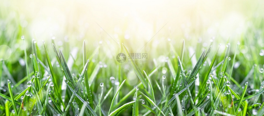 草地上的新鲜绿晨光中的水露珠春天或夏的背景横幅春天或夏的背景水滴绿色郁葱图片