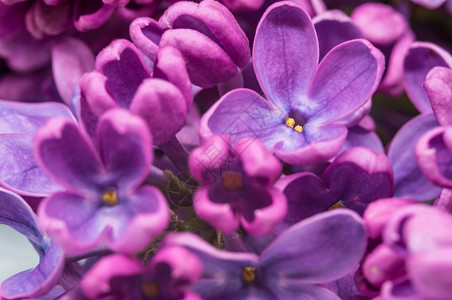 紫色花团的一束朵红团束摄影叶子图片