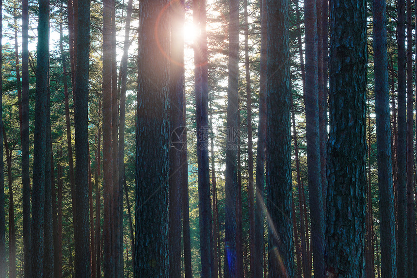 绿色树穿过松林的光线美丽黎明颜色风景图片