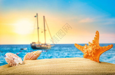 沙滩上的贝壳海星图片
