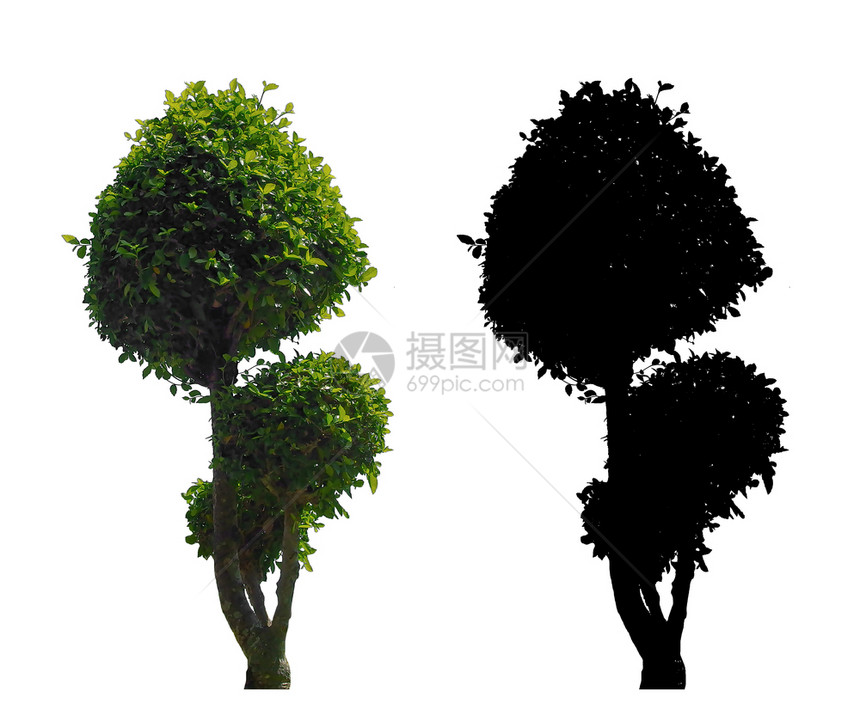 白色背景上隔离的黑色阿尔法面罩绿树叶骨盆状环境植物学花园图片