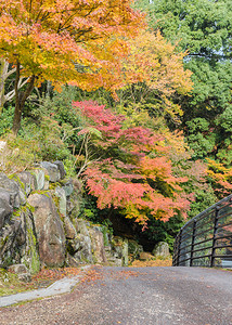 公园在日本宫岛配有木林的浪漫秋天路场景假期图片