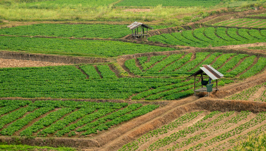 污垢高地和山谷的农业用地青绿色落下日本图片