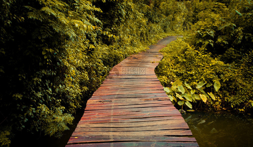 建造走道丛林在雨中行走的木环桥图片