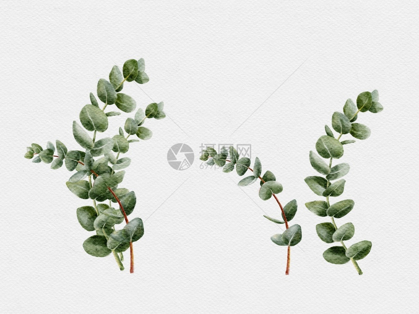 夏天植物学邀请在纺织卡片和背景白色设计中分离的自然绿叶元素用于纺织品卡片和背景的白色设计中孤立的自然绿叶元素图片