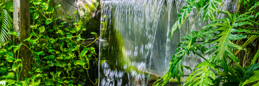 在热带雨林风景奇异自然背中带绿叶和植物的流水瀑布公园动环境图片