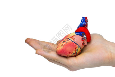 心脏搏动科学医疗的手头上人工造体心脏模型孤立在白色背景上动脉背景