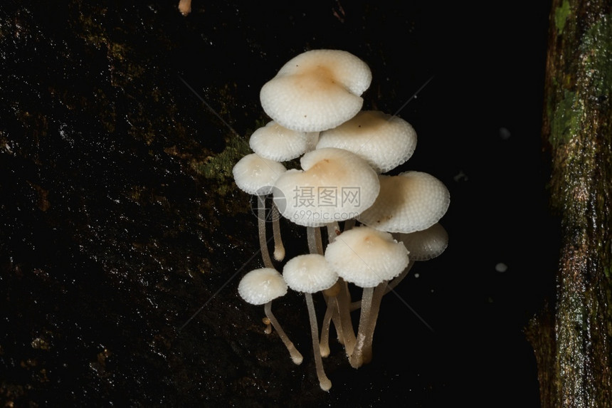 毛茸细节云在树皮干上的森林里一只小白蘑菇图片