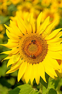 充满活力新鲜一种山花蜜蜂的夏季场景授粉向日葵蜜蜂在花上生产蜜图片