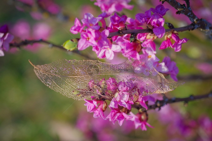 以金色的旧透明叶骨架水平图象在梅泽里翁树枝上用阳光照亮的粉红花朵植物点亮干燥图片