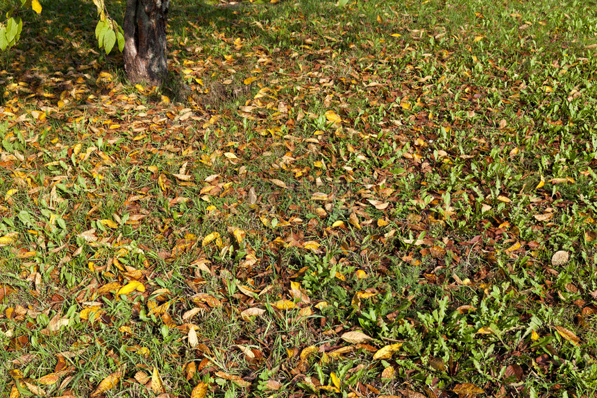 自然优雅凉爽的绿草在森林秋季多彩花叶上坠落的绿草图片