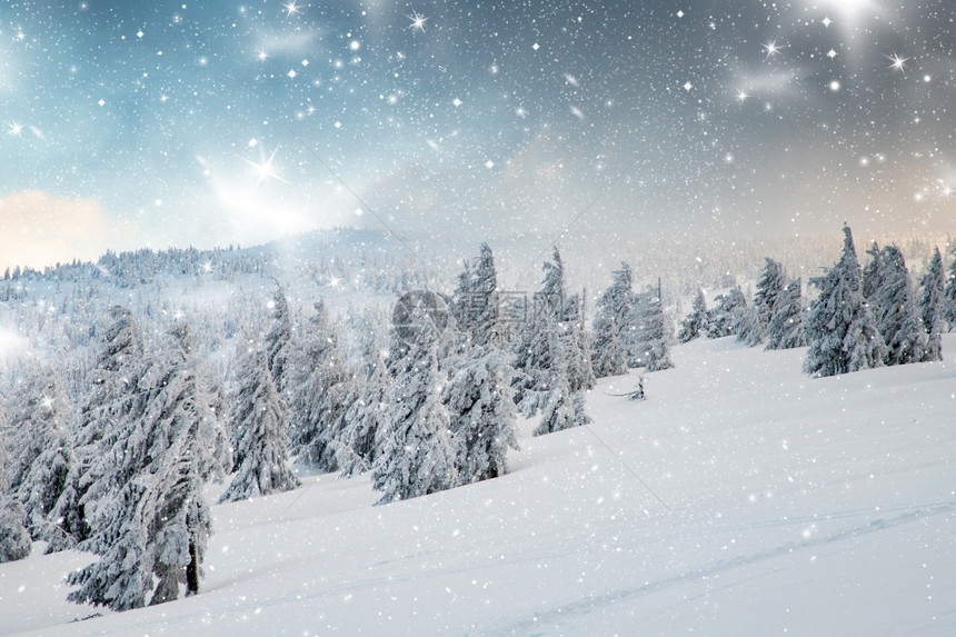 树木假期令人惊叹的冬季风景有雪卷毛树旅行图片