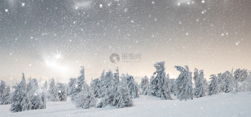 颜色令人惊叹的冬季风景有雪卷毛树冬天自然图片