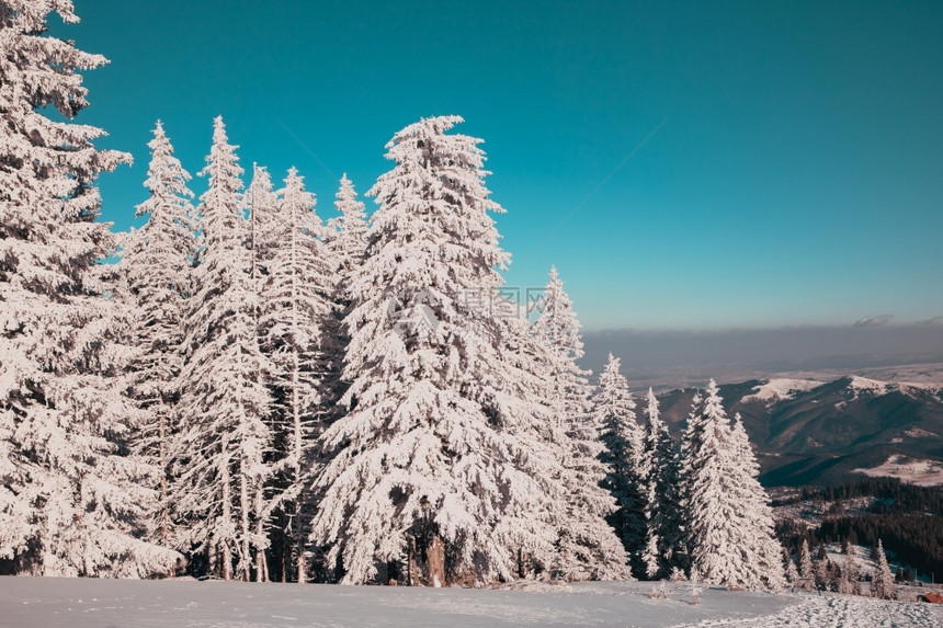 冬天令人惊叹的季风景有雪卷毛树木头寒冷的图片