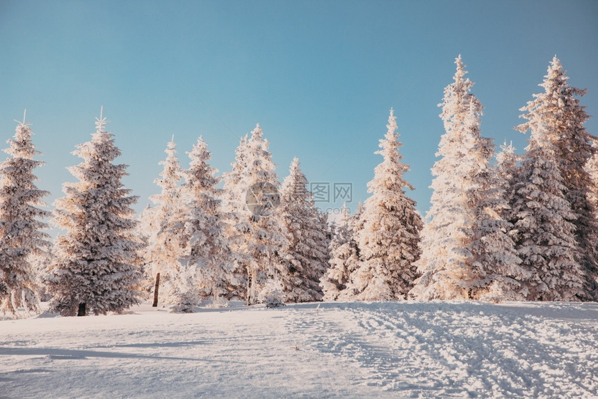 寒冷的覆盖令人惊叹冬季风景有雪卷毛树全景图片