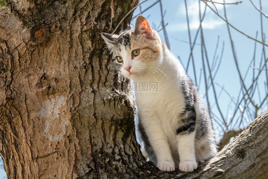 阳光明媚的白天橡树上有灰色白和橙猫颜蓝的咪图片